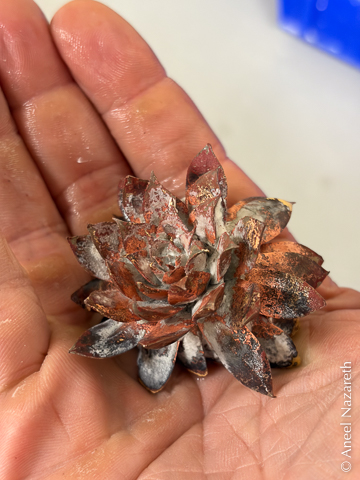 The bronze casting of the succulent. There is an inordinate amount of investment caught between the leaves
